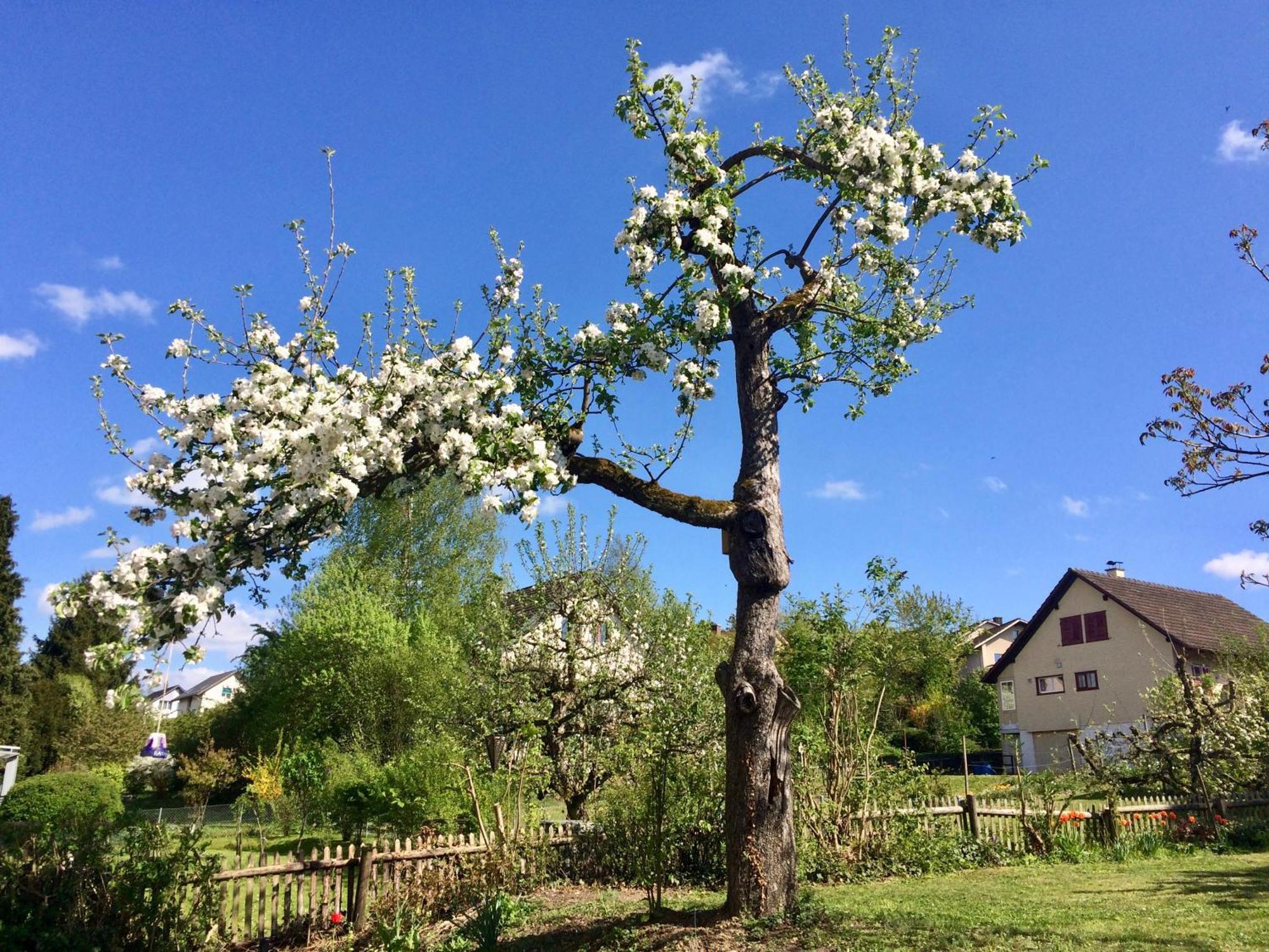 Guntli'S Family Guesthouse Andelfingen Zewnętrze zdjęcie